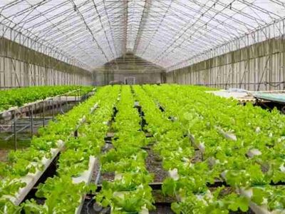 توسعه گلخانه‌ها یکی از سیاست‌های جدی برای رشد اقتصادی استان است