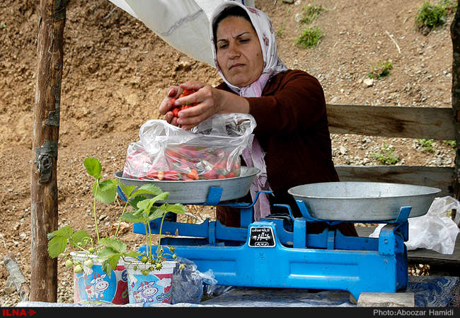 برداشت توت فرنگی در روستای سی دشت رودبار گیلان