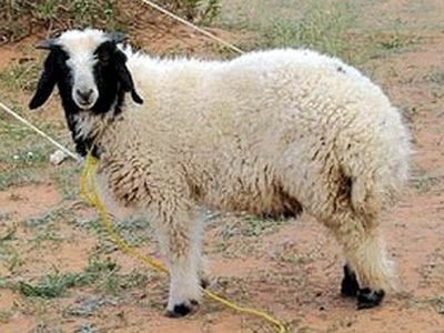 توسعه پرورش دام‌های سبک پربازده وارداتی در استان 