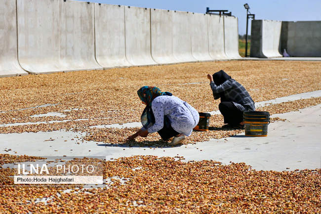 برداشت پسته از باغات نیشابور
