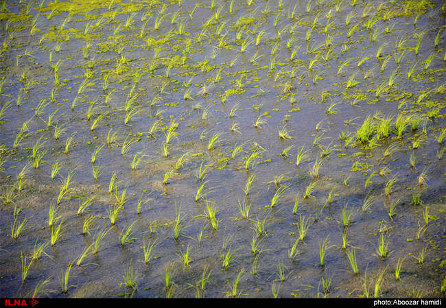 نشاء (کشت برنج) در گیلان