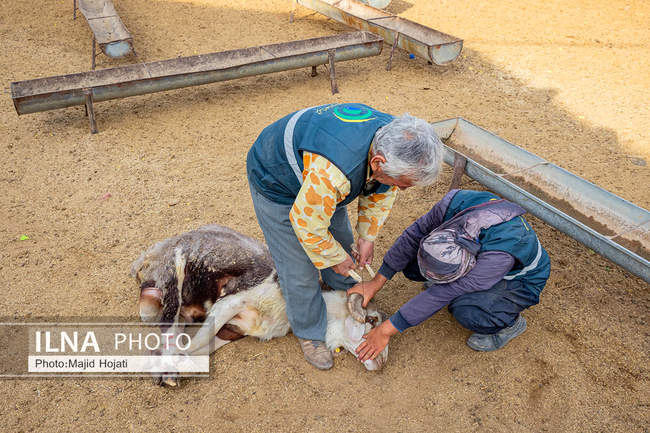 مزرعه دامپروری چپرقویمه، در مسیر محرومیت زدایی