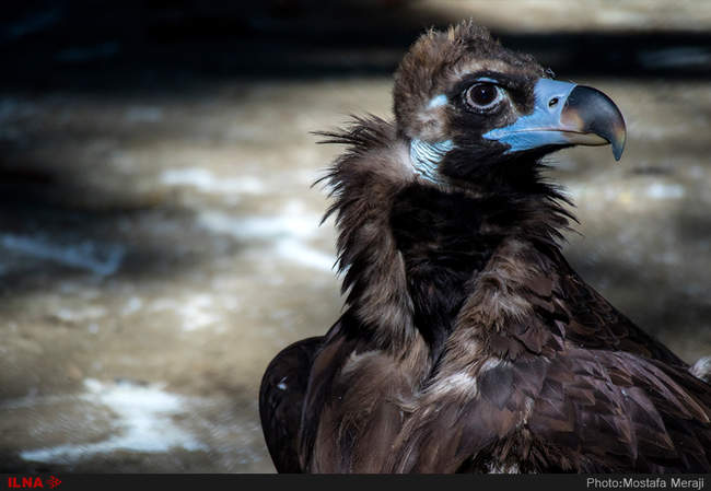 باغ وحش تفلیس از دریچه دوربین