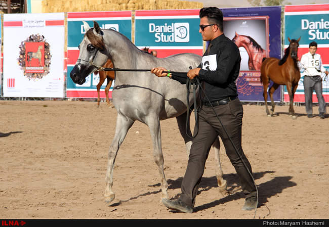 هفتمین دوره مسابقات زیبایی کشور جام ( پادرون ال فرید )