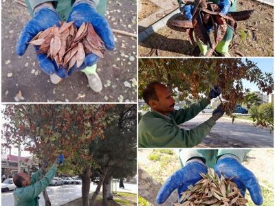 طرح جمع‌آوری بذر درختان سطح شهر کرمانشاه