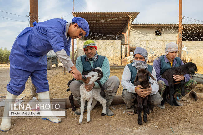 مزرعه دامپروری چپرقویمه، در مسیر محرومیت زدایی