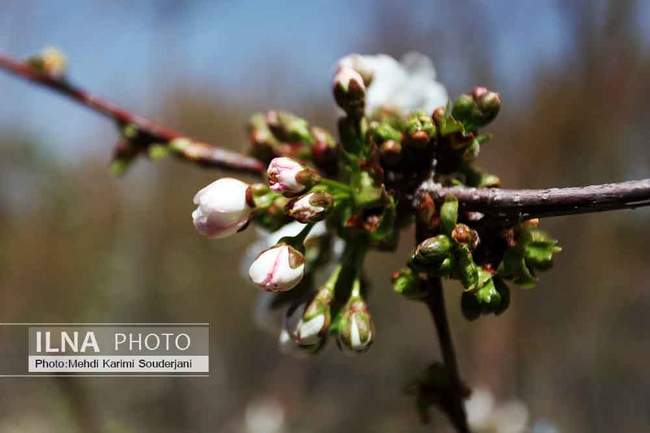 شکوفه های بهاری اصفهان 