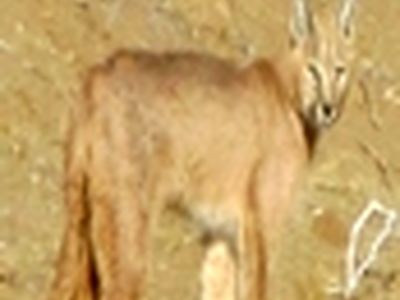 کاراکال در آران و بیدگل مشاهده و تصویر برداری شد