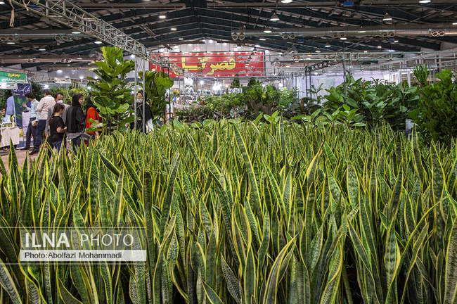 هشتمین نمایشگاه سراسری گل و گیاه در یزد