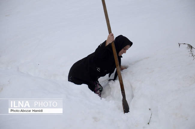 خسارات ناشی از بارش برف در گیلان