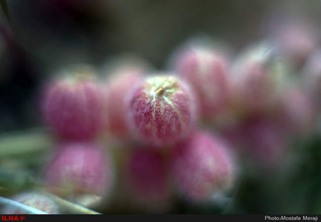 روستای خفر پادنا، پایتخت گیاهان دارویی ایران