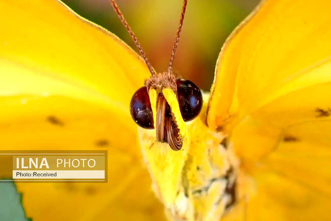 هفته‌ای در دنیای حیات‌وحش