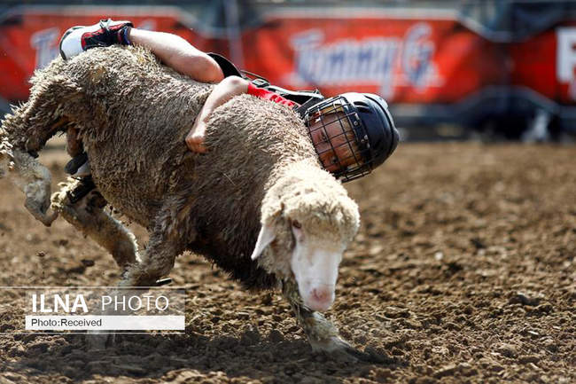 عجیب ترین عکس های سال 2019