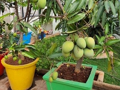 آموزش تصویری کاشت هسته انبه در گلدان