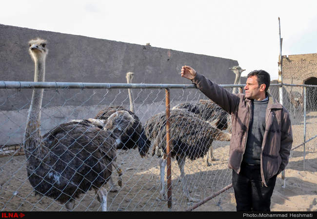 پرورش شترمرغ در سبزوار‎