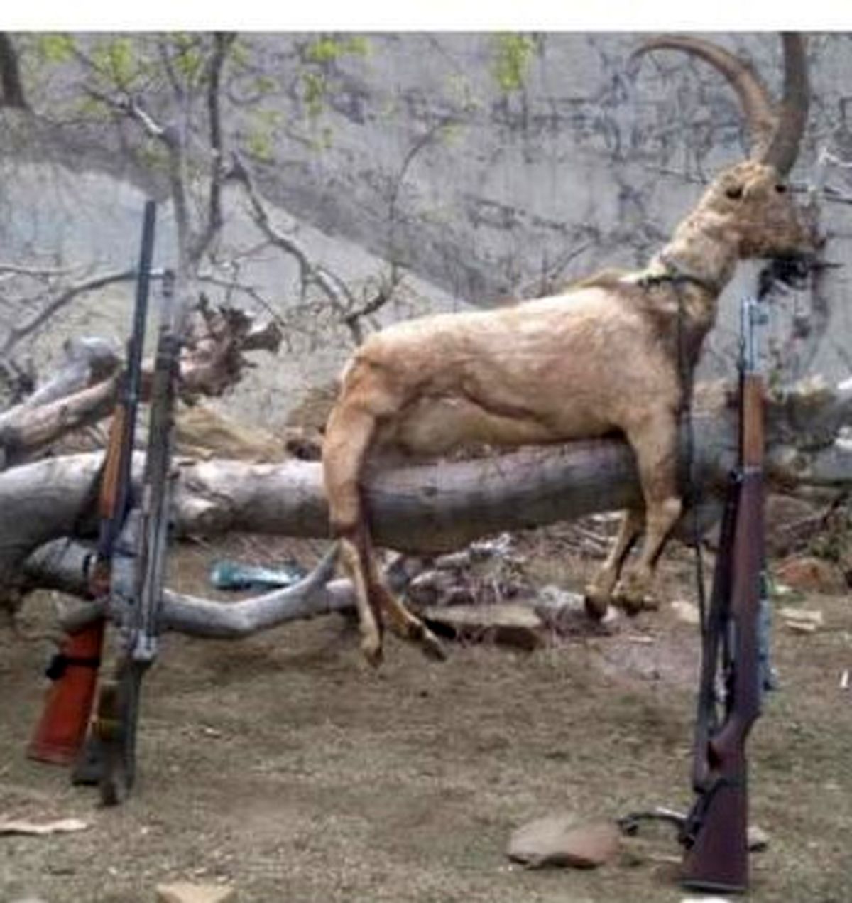 کشف و ضبط تعدادی تاکسیدرمی و سلاح جنگی و شکاری غیر مجاز در اندیکا خوزستان