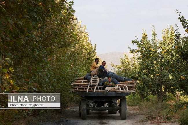 برداشت گلابی از باغات چناران