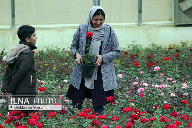 دهکده رزهای هلندی در صوفیان 