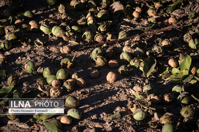 برداشت گردو اصلاح شده با دستگاه مکانیزه 
