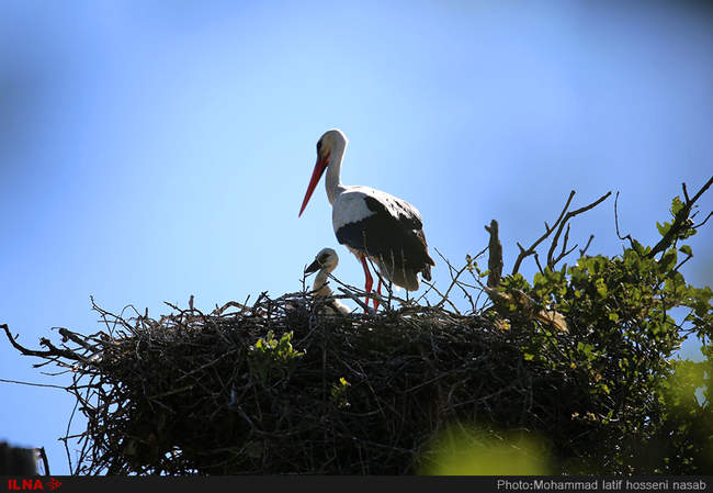 شھر لک لک ھا در روستای (بیلو) شھر مریوان