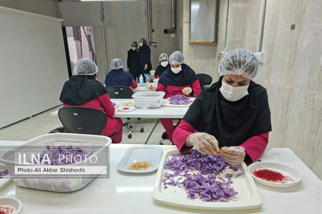 برداشت طلای سرخ در پایتخت زعفران جهان