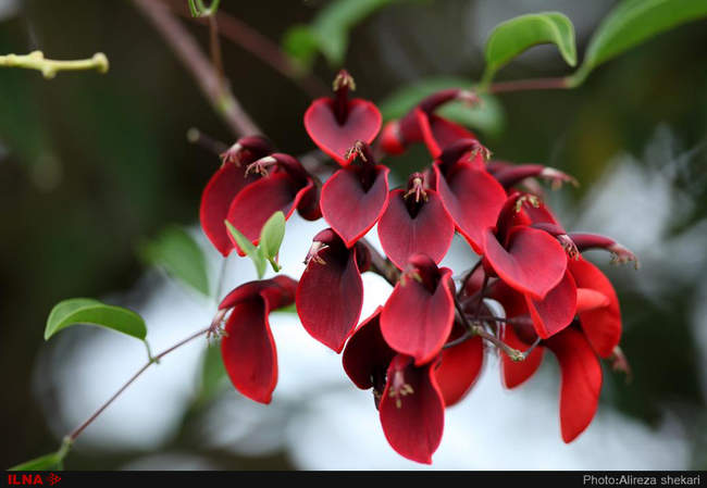 بهار، جلوه زیبای خداوند