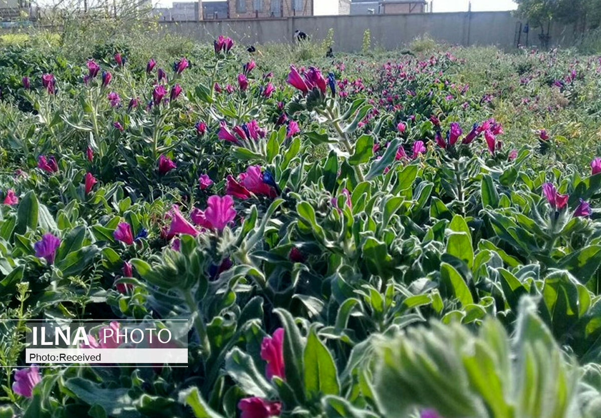 احداث شهرک گیاهان دارویی الموت برای توسعه طبیعت گردی