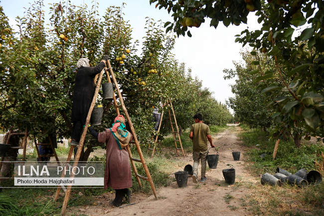 برداشت گلابی از باغات چناران