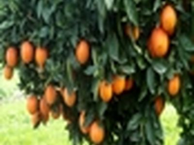 پیش بینی تولید بیش از ۱۲۷هزار تن مرکبات در نکا