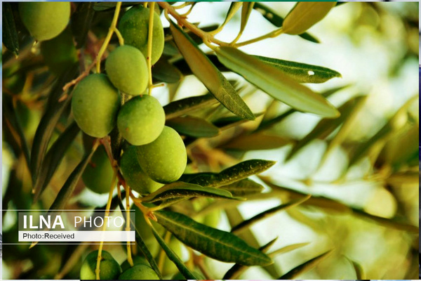 خرید حمایتی زیتون از باغداران قزوین کلید خورد خرید حمایتی زیتون از باغداران قزوین کلید خورد