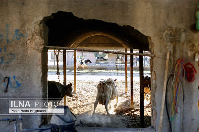 تولید در مسیر پیشرفت مناطق محروم
