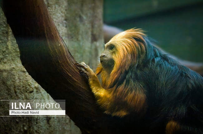 باغ وحش اسمیتسونین واشنگتن