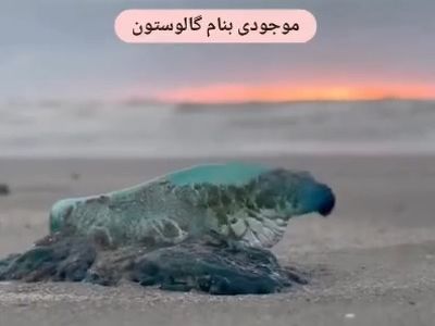زیباترین و عجیب ترین موجودات دریایی + فیلم