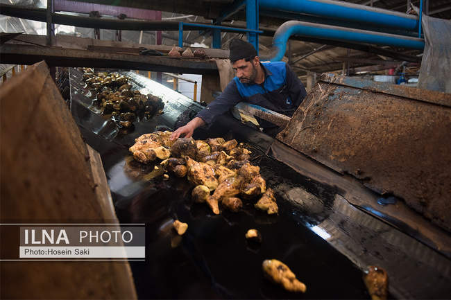 تولید شکر از چغندر قند 