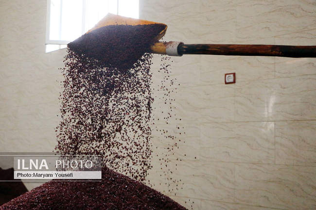 برداشت سماق از باغات شهرستان هوراند