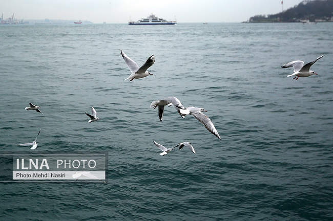 مرغان دریایی اسکله گالاتاپورت
