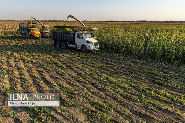 از مزرعه تا صنایع تبدیلی