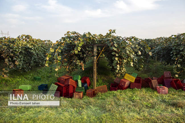 کار و امید، قصه زنان باغ کیوی