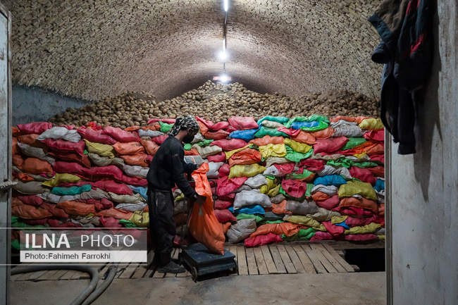 اشتغالزایی در مزارع کشاورزی سیب زمینی فیروزکوه