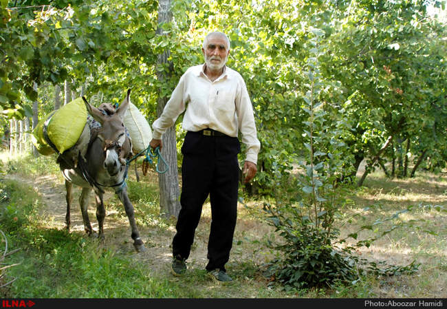 برداشت فندق در رودبار گیلان