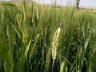 راه اندازی ۴۱ ایستگاه پیش‌آگاهی آفات و بیماری‌ها در فارس