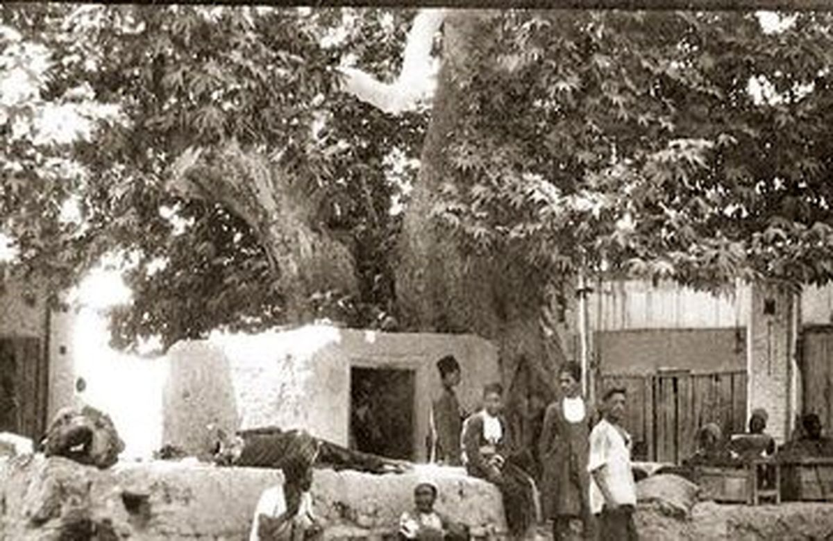 درختی که با دستور رضا شاه بریده شد