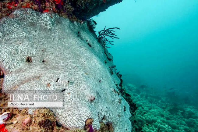 بهشت مرجانی در اعماق دریای عمان 