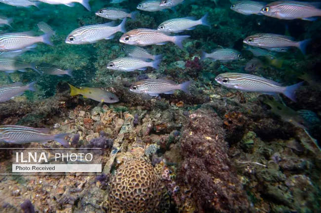 بهشت مرجانی در اعماق دریای عمان 