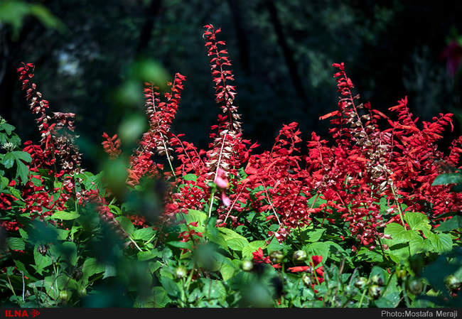 باغ بوتانیکال تفلیس با چند هزار گونه گیاهی