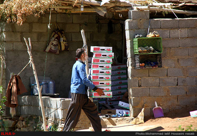  برداشت توت فرنگی در روستای شیان در سنندج