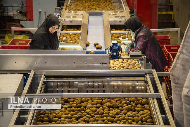 کار و امید، قصه زنان باغ کیوی