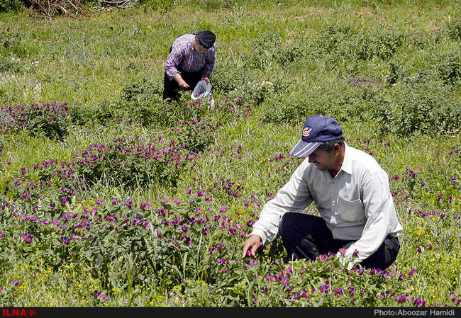 طبیعت بهاری دیلمان استان گیلان