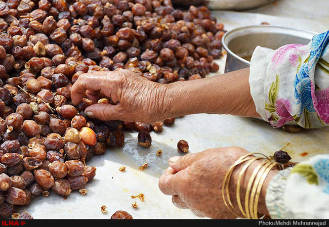 برداشت خرما از نخلستان های جم