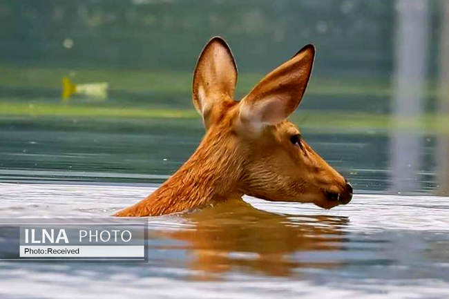 تلف شدن حیوانات در سیل هند